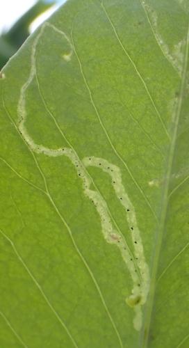 Réf. 345 047 : Chromatomyia horticola
